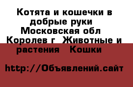Котята и кошечки в добрые руки - Московская обл., Королев г. Животные и растения » Кошки   